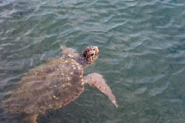 Yunanistan 'ın Kefalonia adasında Argostoli' den Caretta caretta kaplumbağası