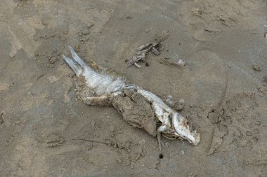 Deniz kenarında ölü bir balık.