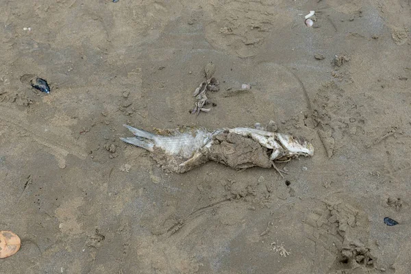 Tote Fische Meer — Stockfoto