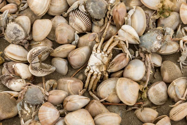 Coquilles Crabes Morts Sur Rivage — Photo