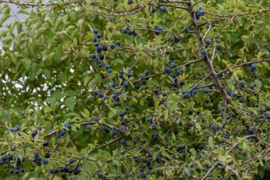 Çilekli Laurel Bush