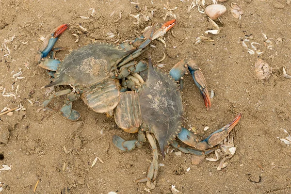 Crabes Morts Sur Rivage — Photo