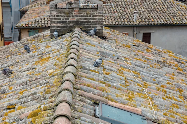 Kiremitlerin Çatısında Güvercinler — Stok fotoğraf