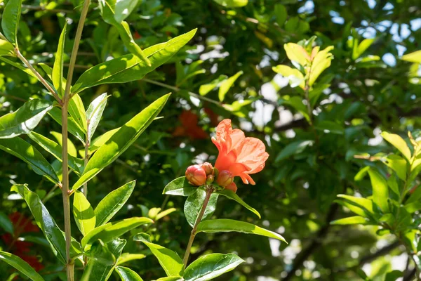 Freshly blossomed pomegranate flower