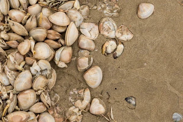 Conchas Caranguejos Mortos Costa — Fotografia de Stock