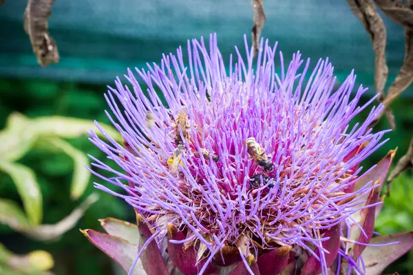 Artichoke flowering — Stock Photo, Image