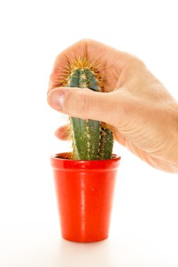 dikenli kaktüs bitki