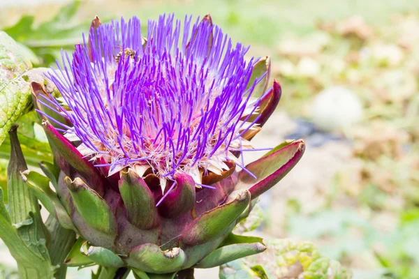 Artichoke flowering — Stock Photo, Image