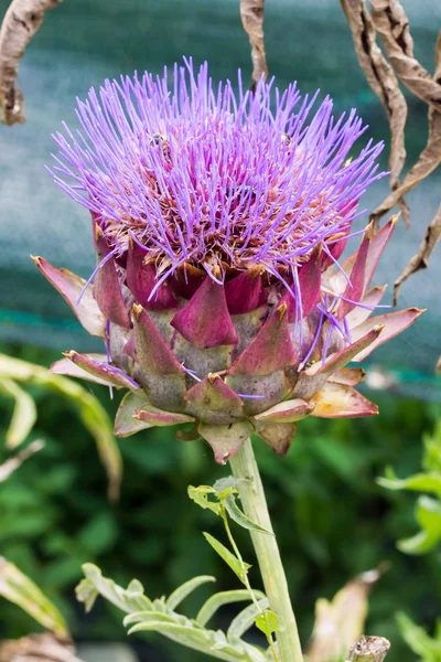 Artichoke flowering — Stock Photo, Image