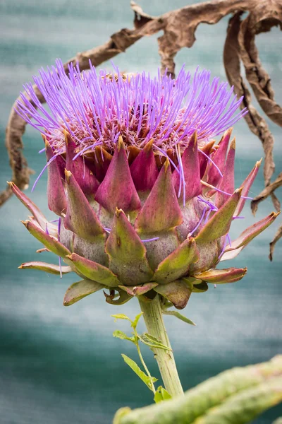 Artichoke flowering — Stock Photo, Image