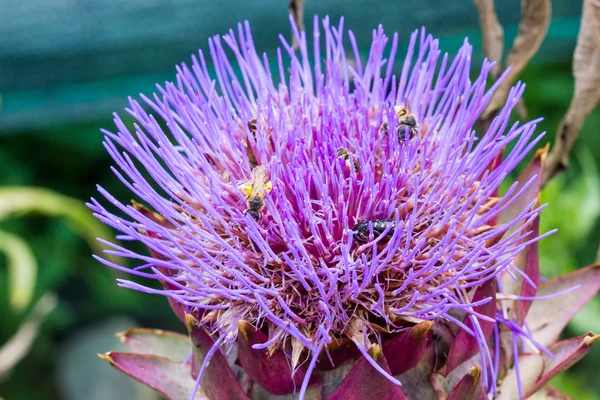 Artichoke flowering — Stock Photo, Image