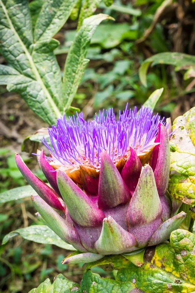 Artichoke flowering — Stock Photo, Image
