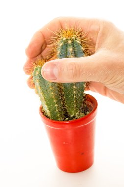 dikenli kaktüs bitki