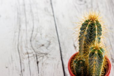 dikenli kaktüs bitki