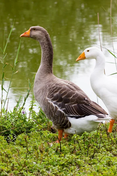 Gänse — Stockfoto