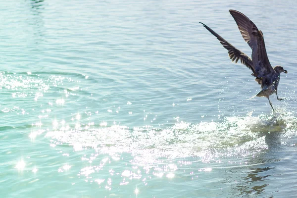 Möwe am Morgen — Stockfoto