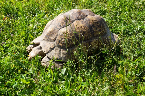 Sköldpadda — Stockfoto