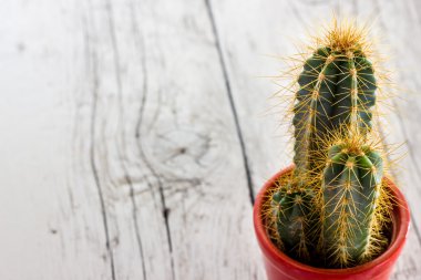 dikenli kaktüs bitki