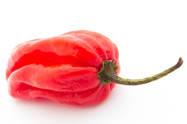 Habanero pepper — Stock Photo, Image