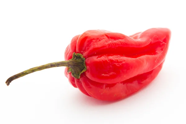 Habanero peper — Stockfoto