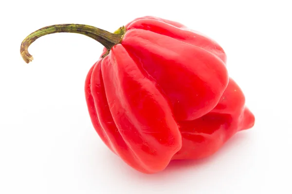 Habanero pepper — Stock Photo, Image