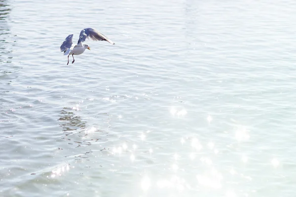 Möwe am Morgen — Stockfoto