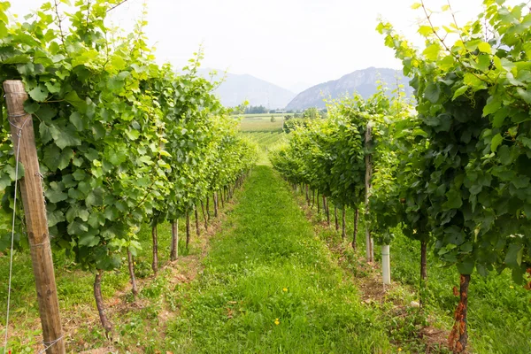 Vineyard — Stock Photo, Image