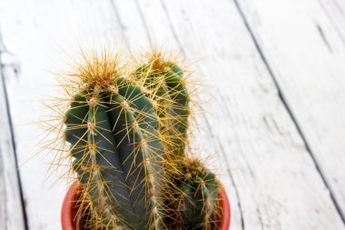dikenli kaktüs bitki
