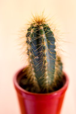 dikenli kaktüs bitki