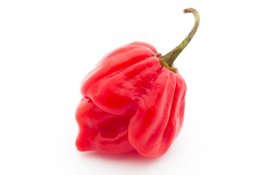 Habanero biber
