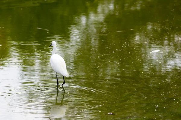 Egret... — Fotografia de Stock