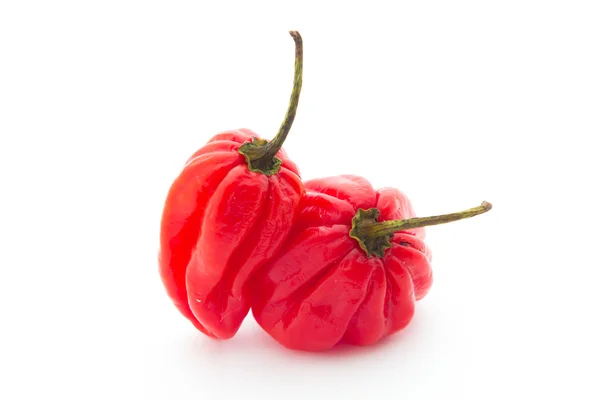 Habanero peper — Stockfoto