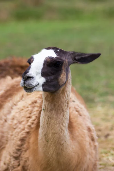 Lama Ordförande — Stockfoto