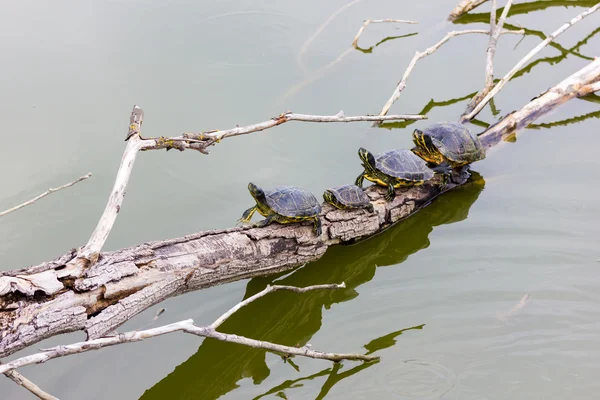 Freshwater turtles — Stock Photo, Image