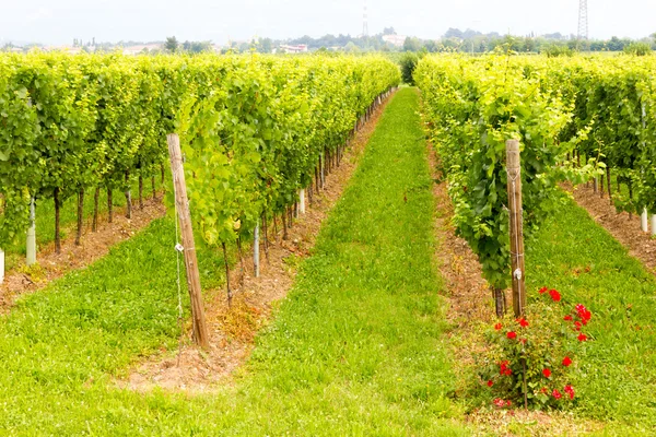 Vineyard — Stock Photo, Image