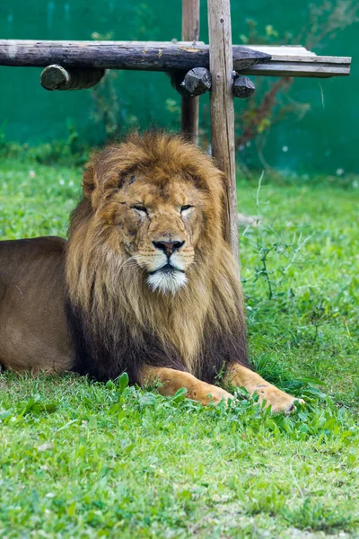 Lion — Stock Photo, Image