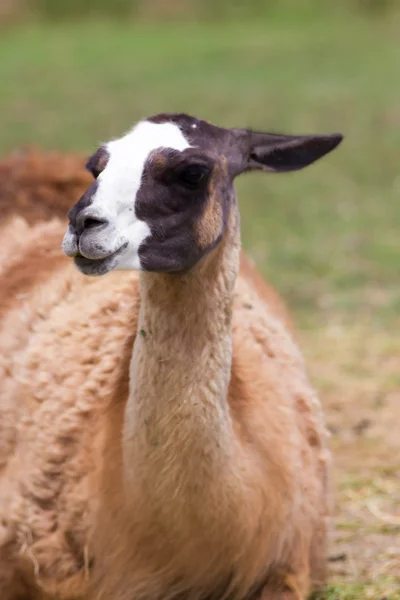 Lama — Stock Photo, Image