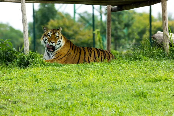 Tiger — Stock Photo, Image