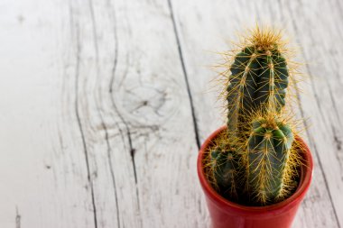 dikenli kaktüs bitki