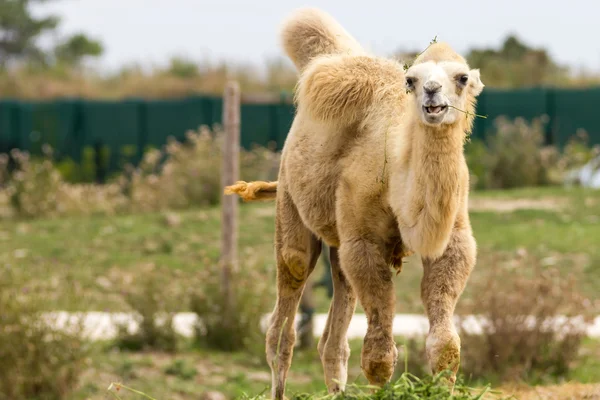 Camel — Stockfoto