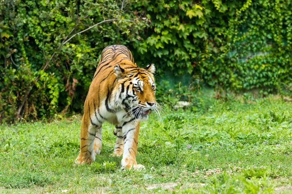 Tiger — Stock Photo, Image