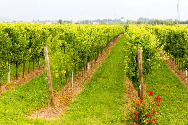 Vineyard — Stock Photo, Image