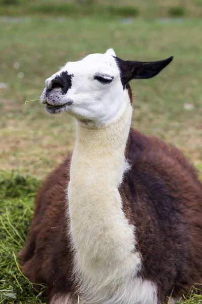 Lama — Stockfoto