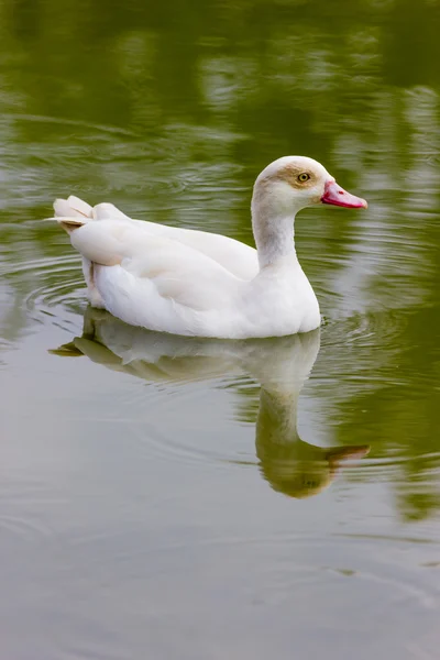 Ördekler — Stok fotoğraf