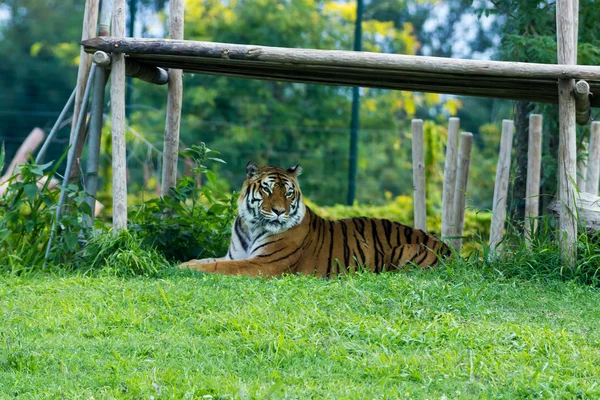 Tiger — Stock Photo, Image