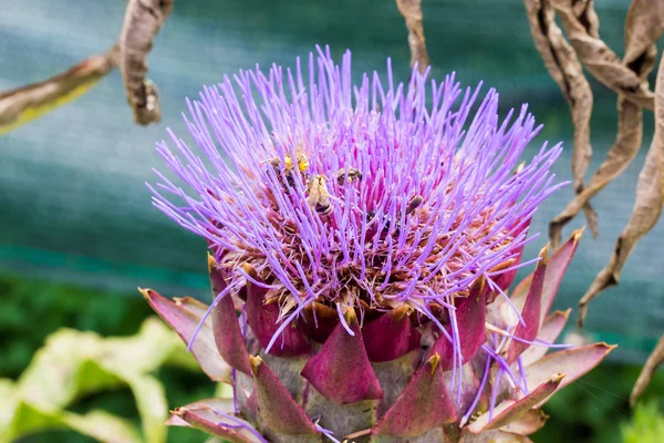 Artichoke flowering — Stock Photo, Image