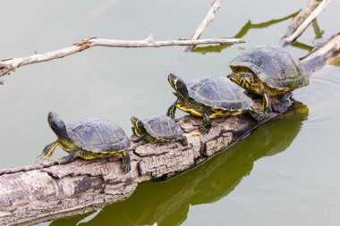 tatlı su kaplumbağaları
