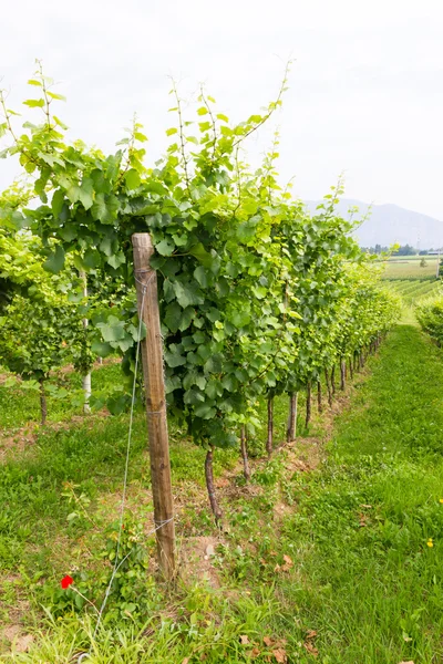 Vineyard — Stock Photo, Image