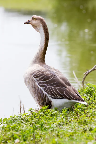 Gänse — Stockfoto