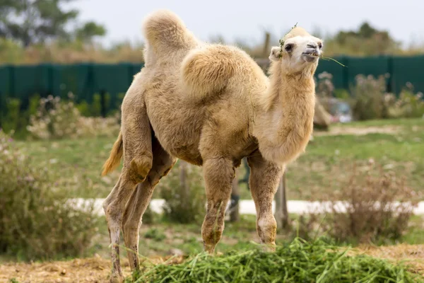 Camel — Stock Photo, Image